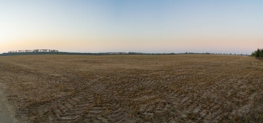 Panoramic view of harvested soybean field with visible furrows under clear autumn sky during sunset...