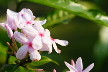 Obraz premium Flowers in the garden for background