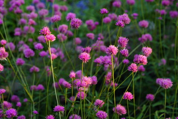 Flowers in the garden for background