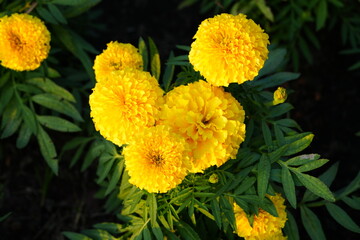 Flowers in the garden for background