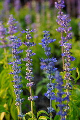 Flowers in the garden for background