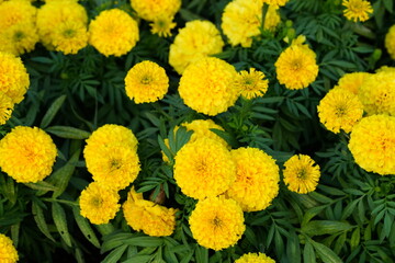 Flowers in the garden for background