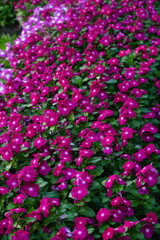 Flowers in the garden for background