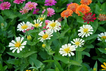 Fototapeta premium Flowers in the garden for background