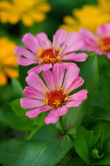 Flowers in the garden for background