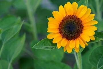 Flowers in the garden for background