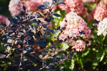 Close-up of dark barberry leaves with red stems and pink hydrangeas in a sunlit garden.