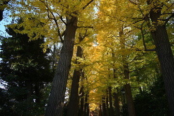 杉並区荻窪にある太田黒公園の並木の秋の風景