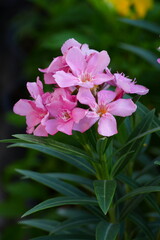 Flowers in the garden for background