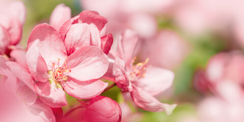 Beautiful apple tree branch at sunlight, spring blooming pink red flowers on blurred background, wide banner with copy space. Aesthetic nature scenic photo, close up fresh blooms at daylight