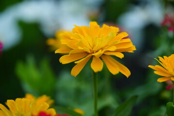 Flowers in the garden for background