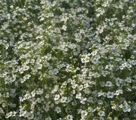 Whispy white gypsophila stems arranged in a loose, organic pattern with other flowers or foliage, , floral details