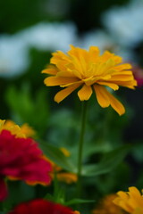 Fototapeta premium Flowers in the garden for background