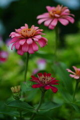 Fototapeta premium Flowers in the garden for background