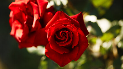 Red rose in full bloom with soft velvety petals and green blurred background in sunlight.