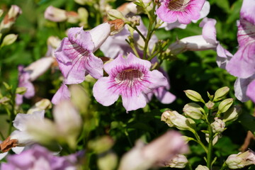 Naklejka premium Flowers in the garden for background