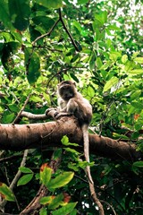 Monkey macaque on con dao island in vietnam