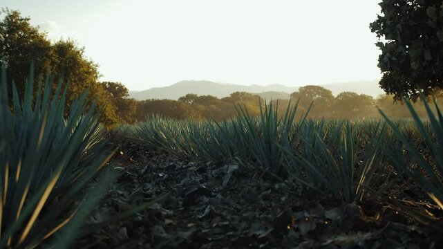 Panoramic journey through agave fields: endless rows under cloudy skies