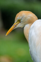 The cattle egret (formerly genus Bubulcus) is a cosmopolitan clade of heron (family Ardeidae) in the genus Ardea