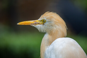 The cattle egret (formerly genus Bubulcus) is a cosmopolitan clade of heron (family Ardeidae) in...