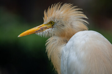 The cattle egret (formerly genus Bubulcus) is a cosmopolitan clade of heron (family Ardeidae) in the genus Ardea