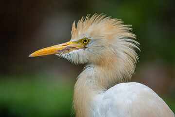The cattle egret (formerly genus Bubulcus) is a cosmopolitan clade of heron (family Ardeidae) in the genus Ardea
