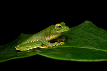False-malabar gliding frog or Anaimalai flying frog ( rhacophorus pseudomalabaricus ) 