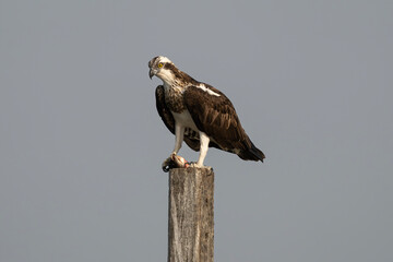 Osprey with a fish kill