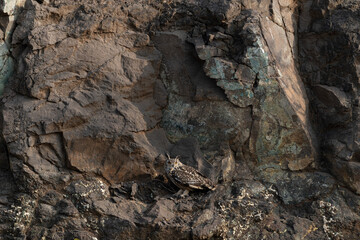 Indian rock owl in its camouflaged habitat 