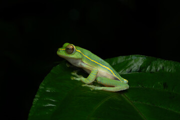 Boulenger's tree frog, small gliding frog, and winged gliding frog ( Rhacophorus lateralis )