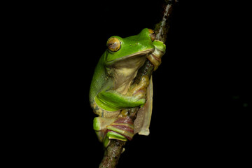 Malabar gliding frog or Malabar flying frog on a tree branch 
