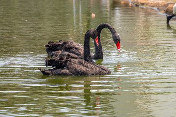 Naklejka premium Swans are birds of the genus Cygnus within the family Anatidae. The swans' closest relatives include the geese and ducks