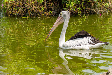 Pelicans (genus Pelecanus) are a genus of large water birds that make up the family Pelecanidae