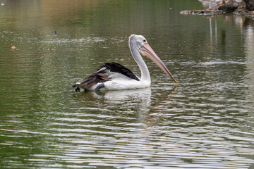Pelicans (genus Pelecanus) are a genus of large water birds that make up the family Pelecanidae