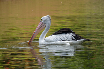 Pelicans (genus Pelecanus) are a genus of large water birds that make up the family Pelecanidae