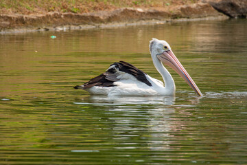 Pelicans (genus Pelecanus) are a genus of large water birds that make up the family Pelecanidae