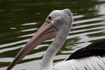 Pelicans (genus Pelecanus) are a genus of large water birds that make up the family Pelecanidae