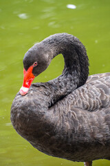 Swans are birds of the genus Cygnus within the family Anatidae. The swans' closest relatives include the geese and ducks