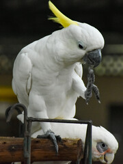 white parrot portrait