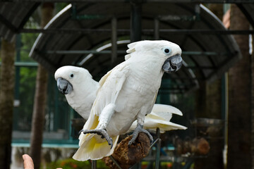 sulphur crested cockatoo. Rose breasted cockattoo sitting on the tree branch outdoors. Select and soft focus	
