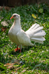 Obraz premium The domestic pigeon (Columba livia domestica or Columba livia forma domestica) is a pigeon subspecies that was derived from the rock dove or rock pigeon