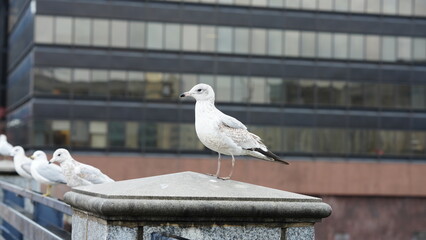 Several seagull stopping to have a rest along the bridge in the city
