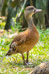 The Sunda teal (Anas gibberifrons), also known as the Bebek cokelat or Itik benjut, is a dabbling duck found in open wetlands in Indonesia