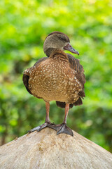 The Sunda teal (Anas gibberifrons), also known as the Bebek cokelat or Itik benjut, is a dabbling duck found in open wetlands in Indonesia