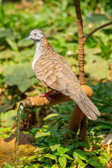 The zebra dove (Geopelia striata), also known as the barred ground dove, or barred dove, is a species of bird of the dove family