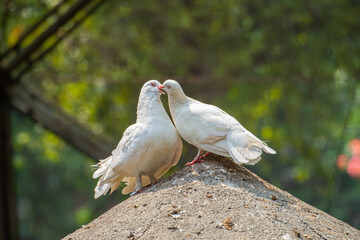 The domestic pigeon (Columba livia domestica or Columba livia forma domestica) is a pigeon subspecies that was derived from the rock dove or rock pigeon © lessysebastian