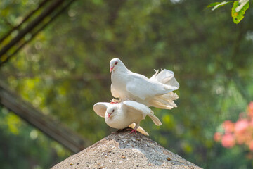 The domestic pigeon (Columba livia domestica or Columba livia forma domestica) is a pigeon...