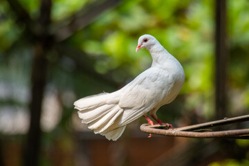 The domestic pigeon (Columba livia domestica or Columba livia forma domestica) is a pigeon subspecies that was derived from the rock dove or rock pigeon