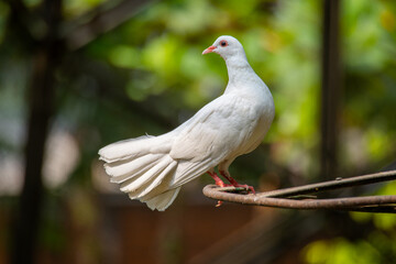 The domestic pigeon (Columba livia domestica or Columba livia forma domestica) is a pigeon subspecies that was derived from the rock dove or rock pigeon
