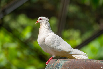 The domestic pigeon (Columba livia domestica or Columba livia forma domestica) is a pigeon...